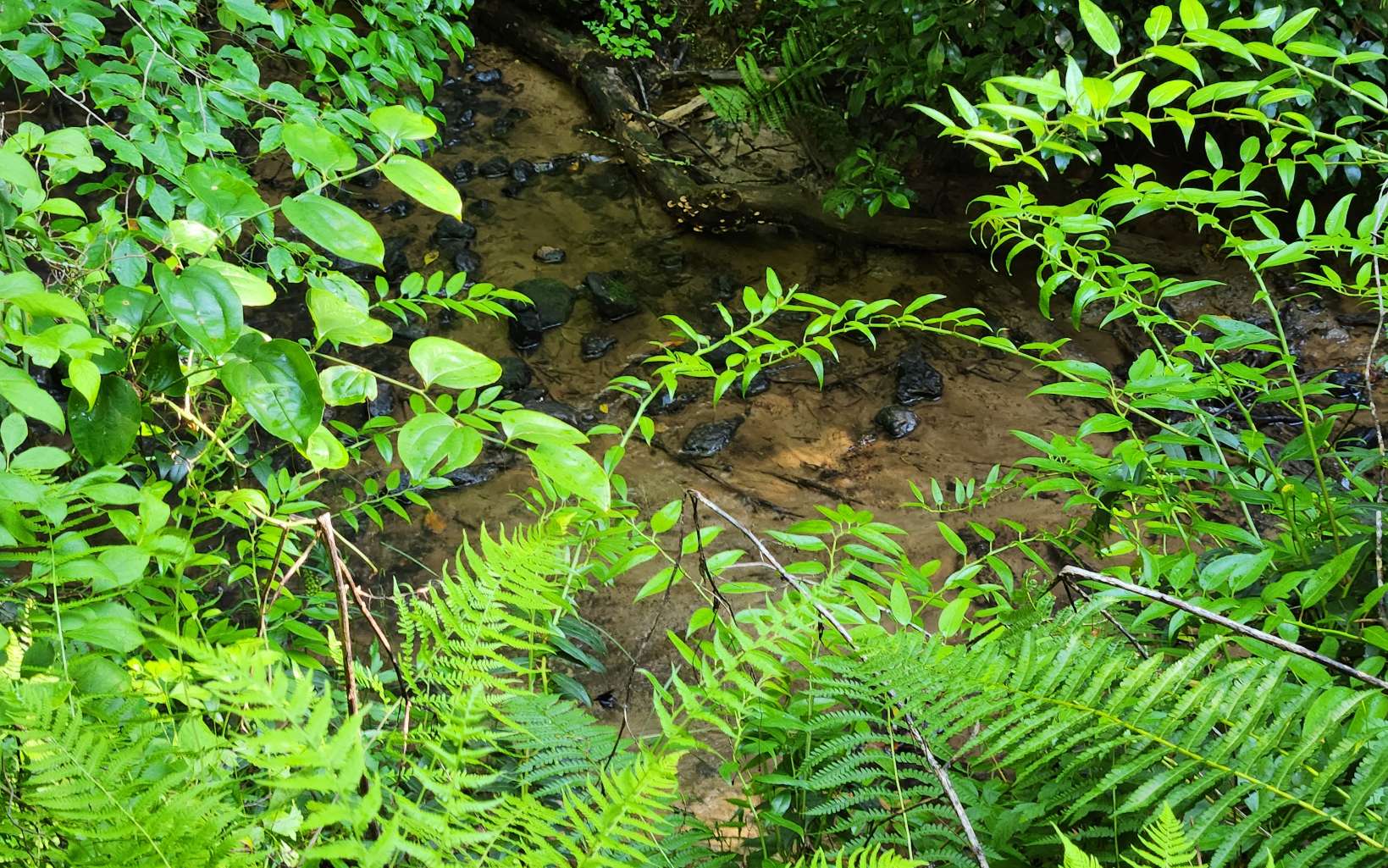 3.5AC Sassafras Ridge Road