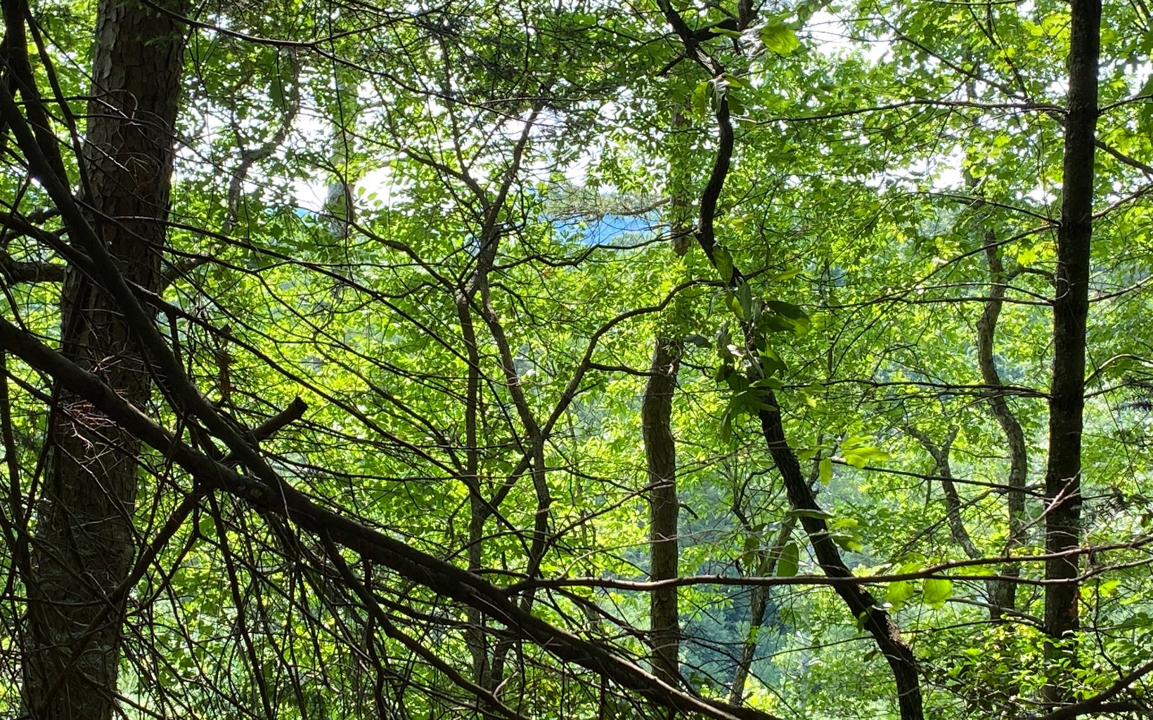 Lot 645 Wedowee Ct (Lot 645)