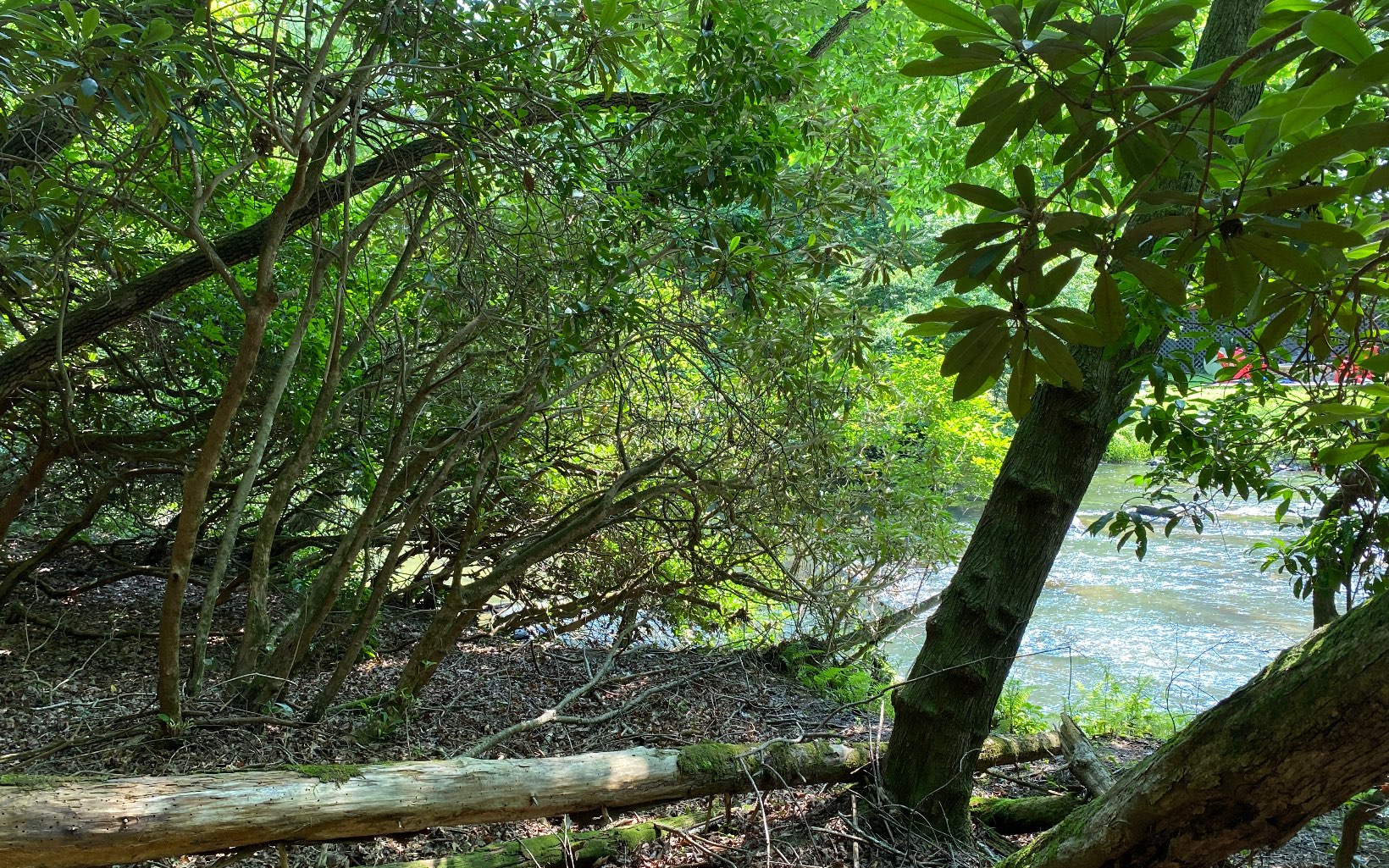 Lot 645 Wedowee Ct (Lot 645)