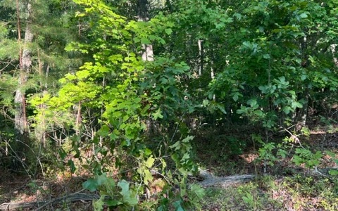 LT 32 Buck Creek Road