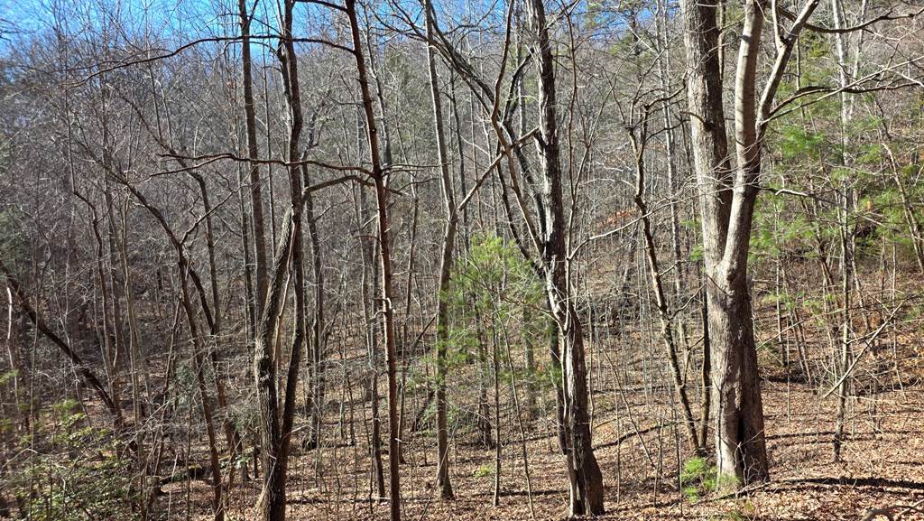 Lt 11 Mountain Laurel Est.