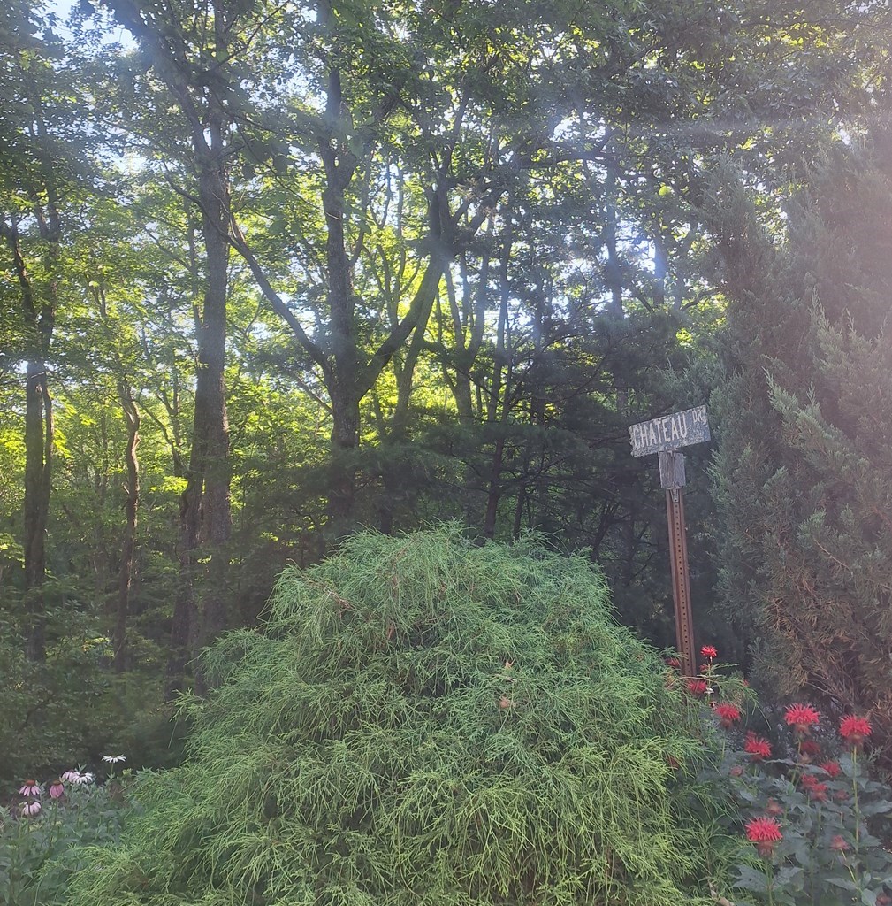 Lot 9 Cook Mountain Estate