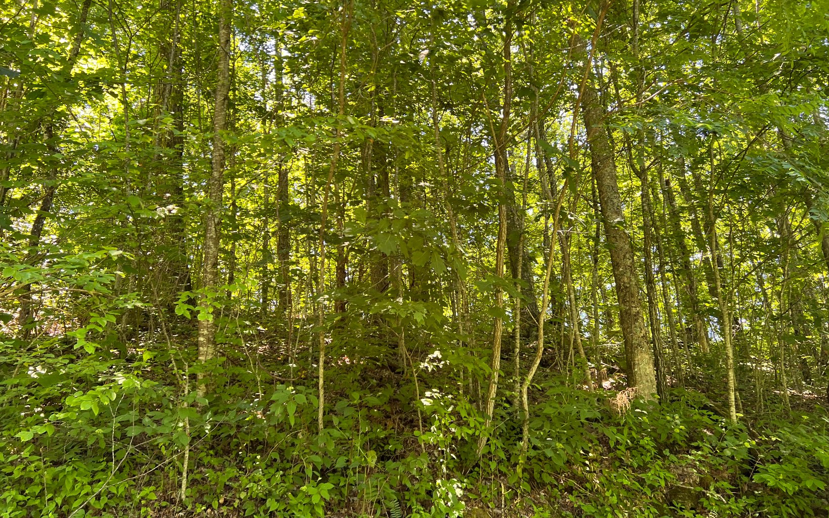 101AC Lori's Mountain