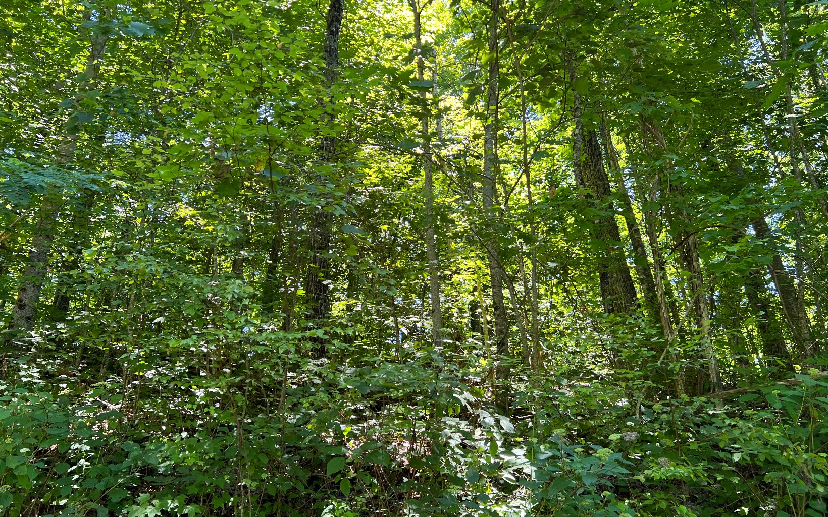 101AC Lori's Mountain