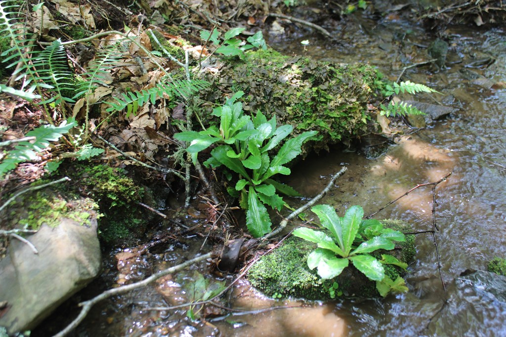 Lot 25 N Shelton Springs Drive