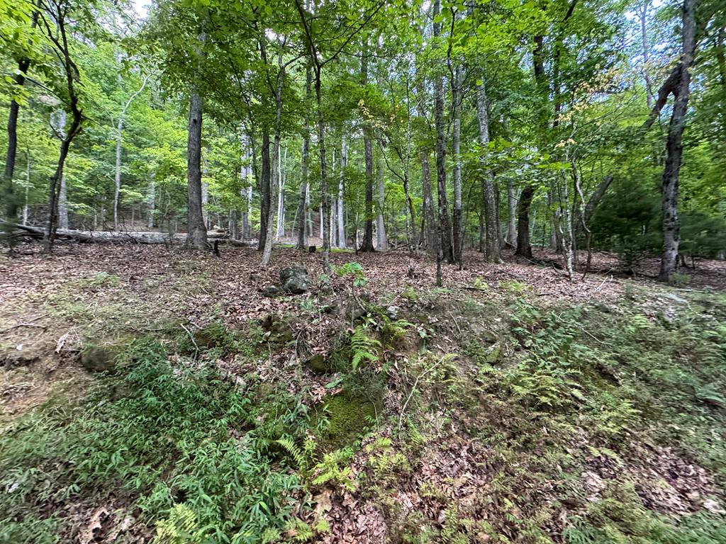 Lot 4 Picklesimer Mountain