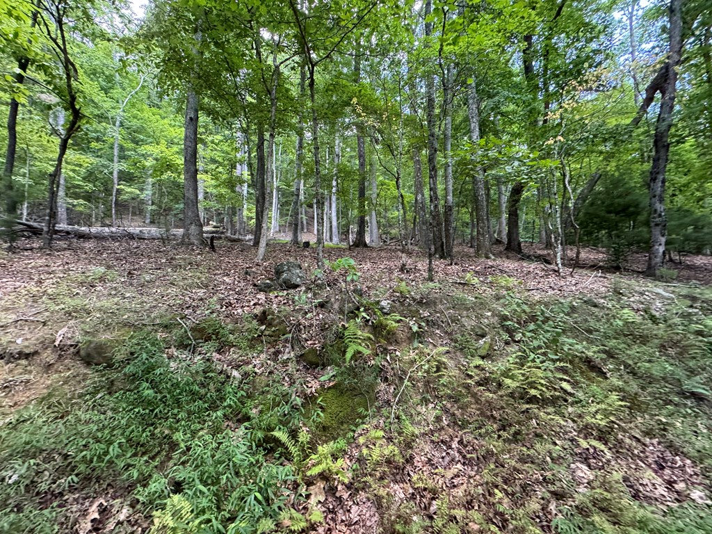 Lot 4 Picklesimer Mountain