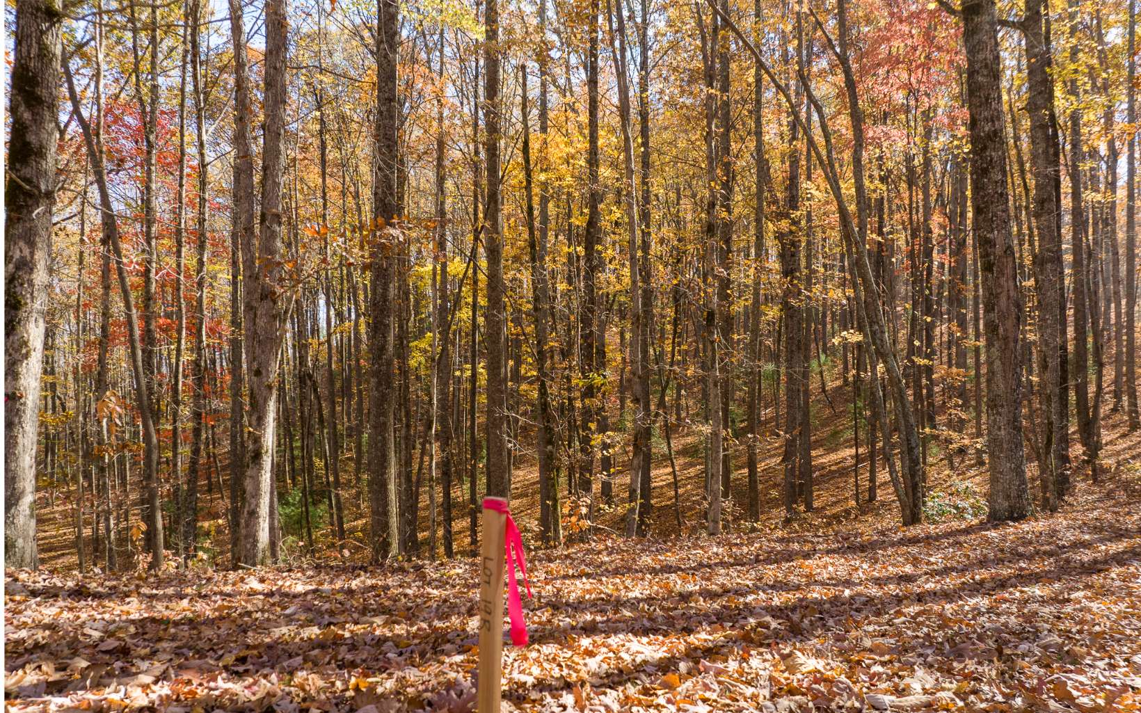 19R Settlement Trail