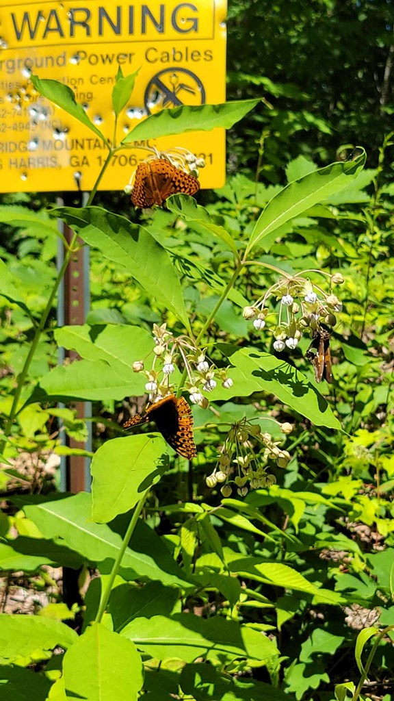 Lot 10 Hickory Ridge