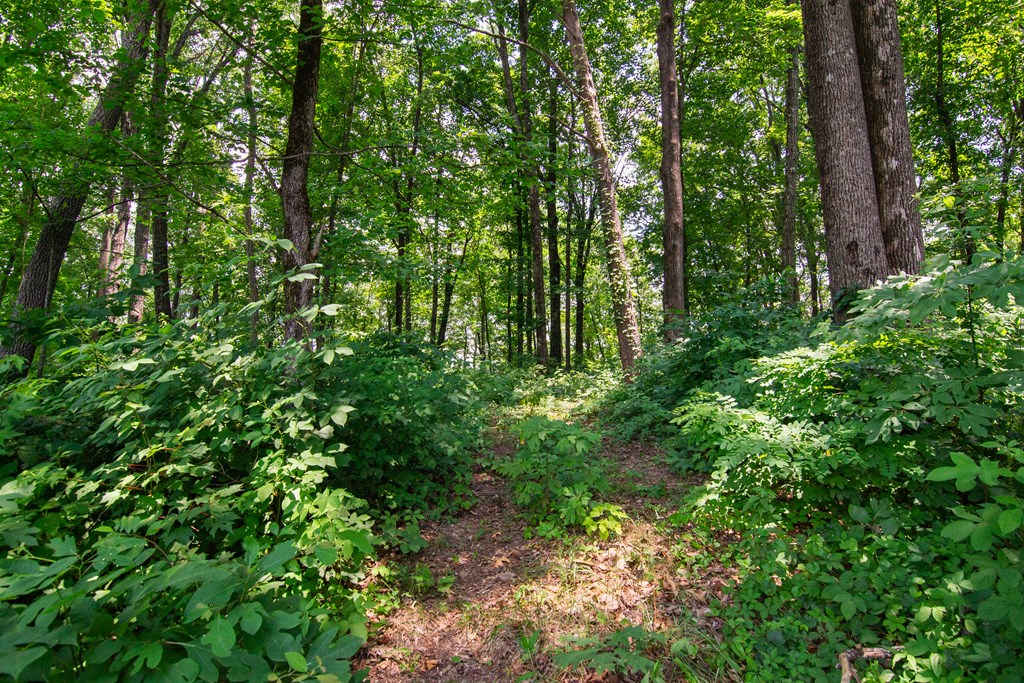 Talking Rock, Georgia 30175, United States, ,Land,Active,53537