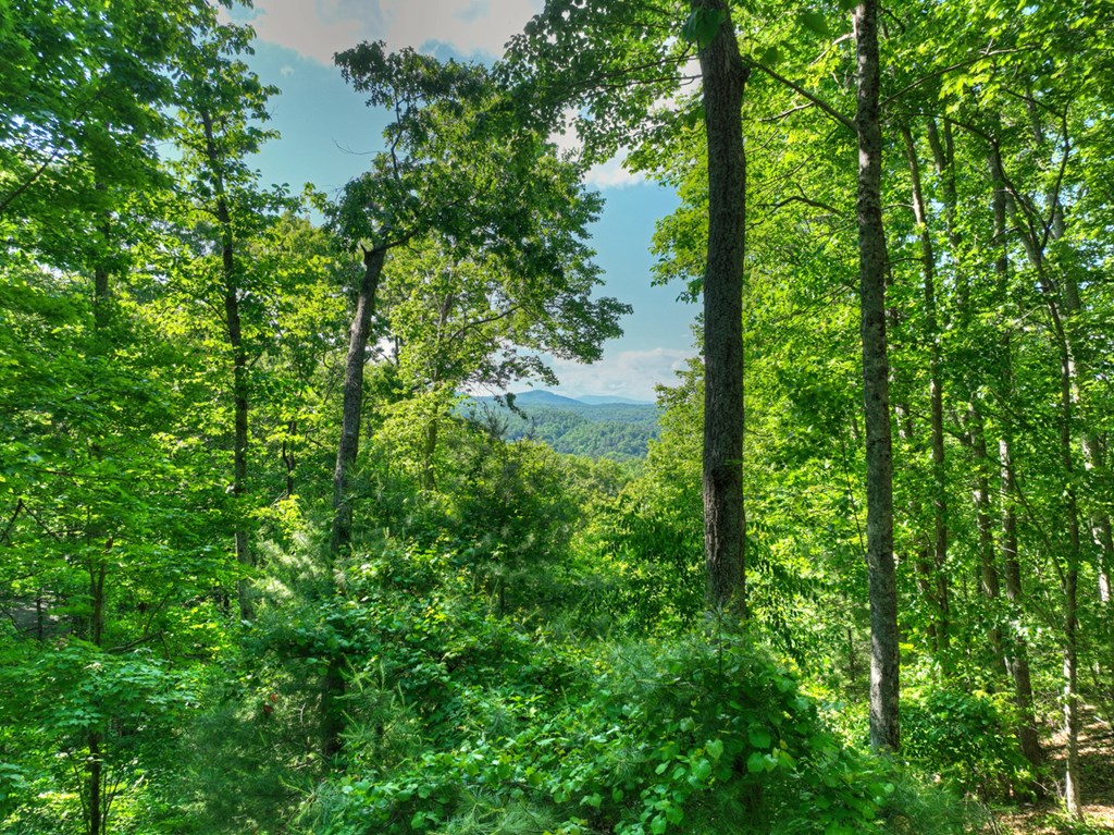 423 Laurel Creek Road