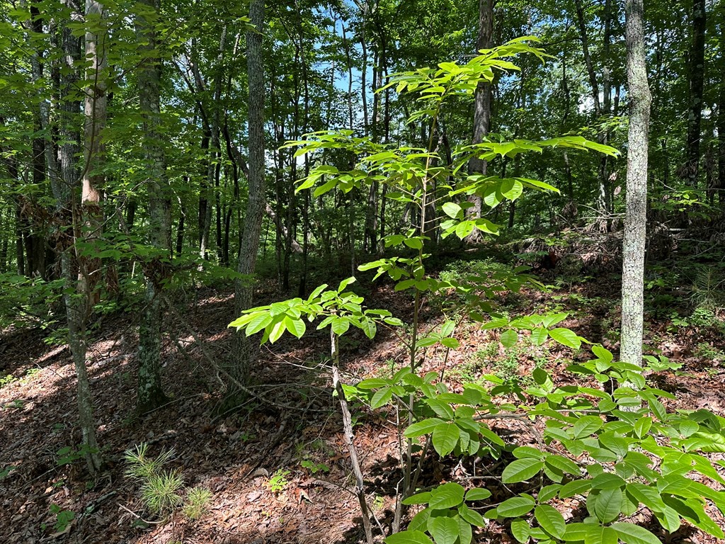 12.34 Ac Tranquility Cove Road