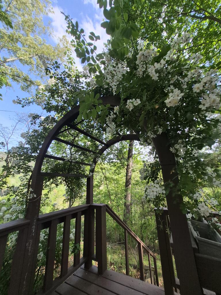 45 Black Bear Trace