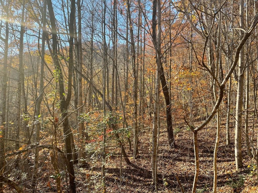 Lot 41C Ash Branch Circle