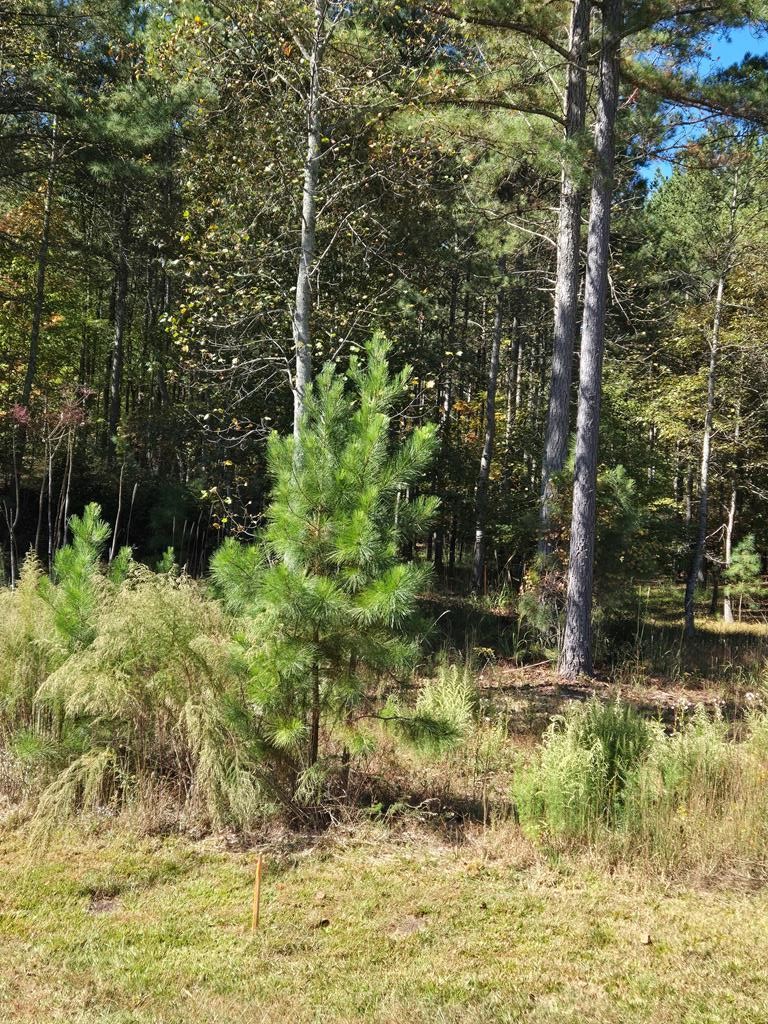 Lot 132 Sandy Lake Lane