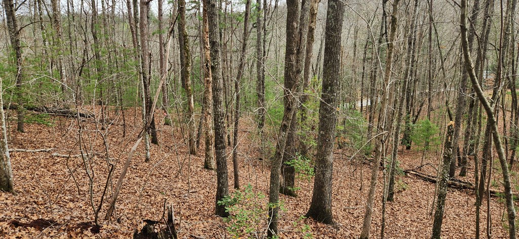 Lot 13 Mangums Trail