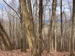 00 Hickory Trace