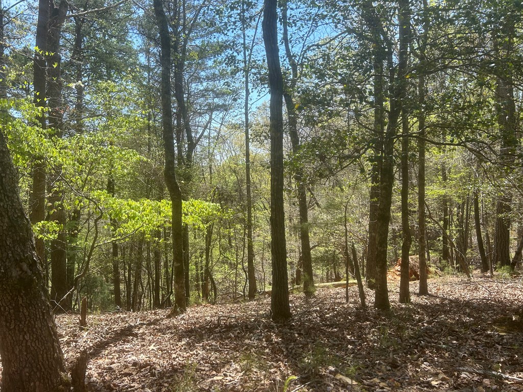 LT1944 Palmetto Drive