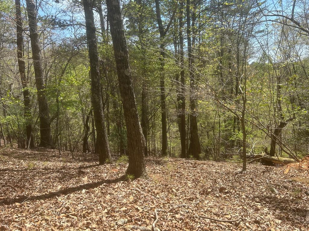 LT1944 Palmetto Drive