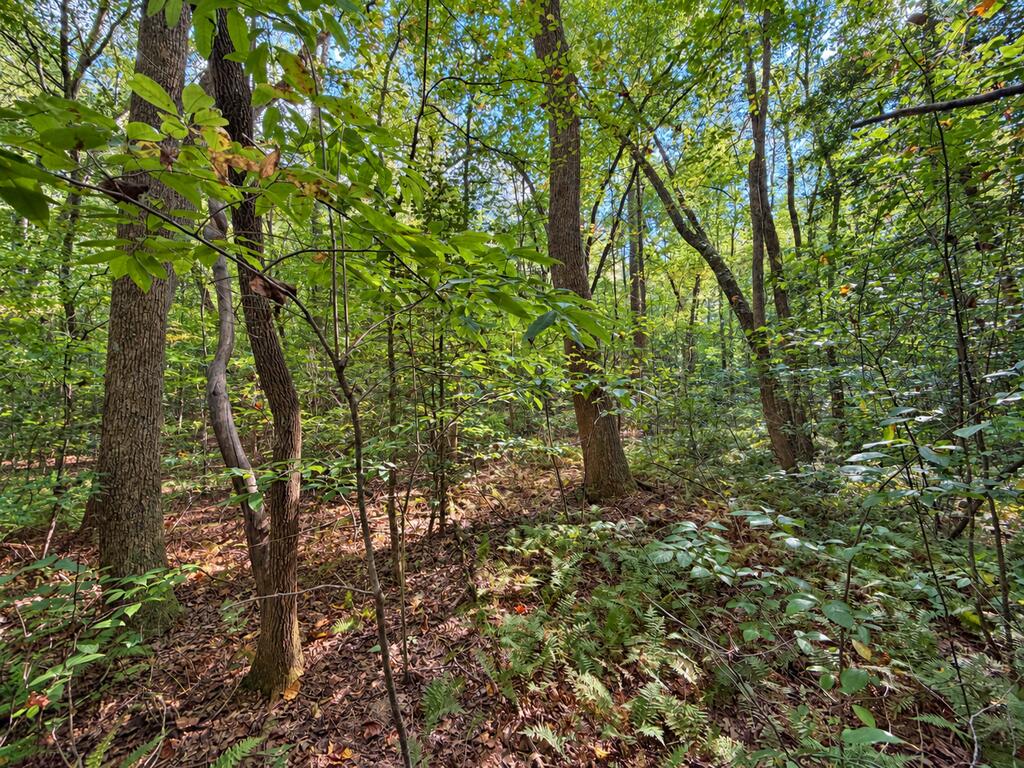 Lot 6 Mountain Brooks Road
