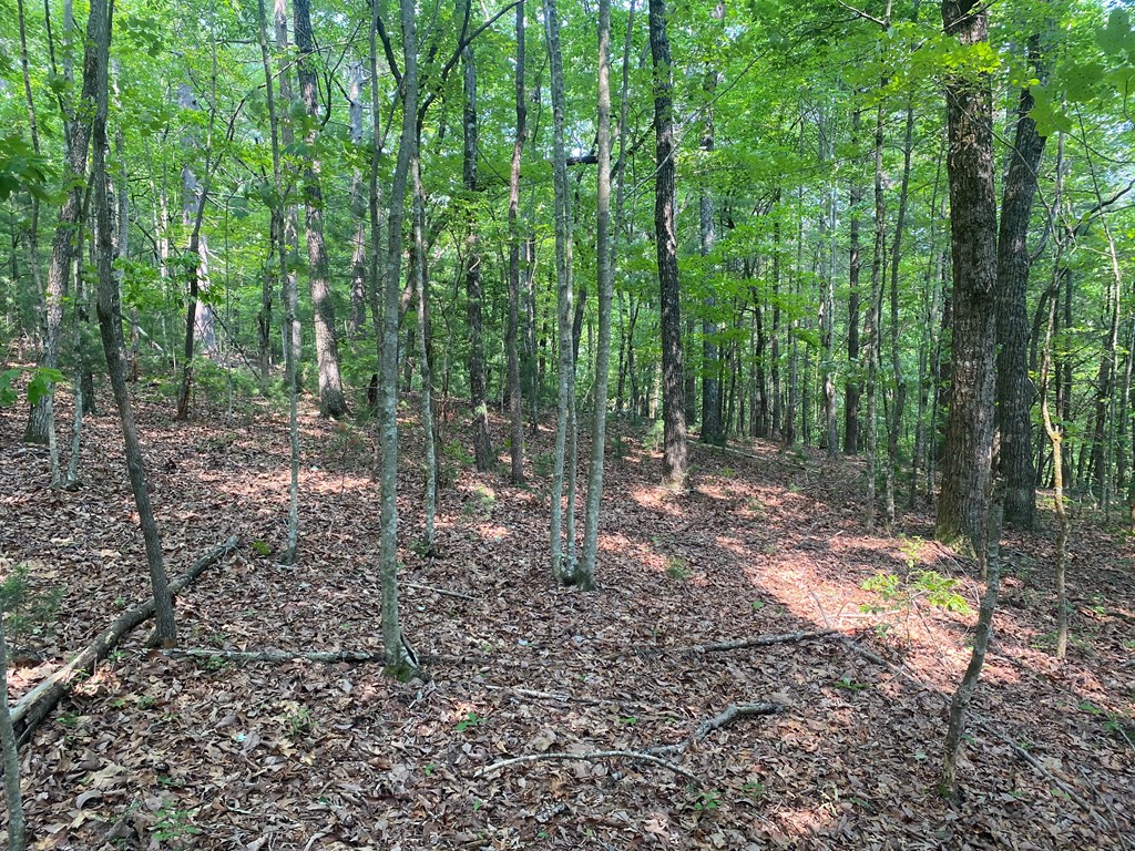 Lt 51,53 Squirrel Hunting Road