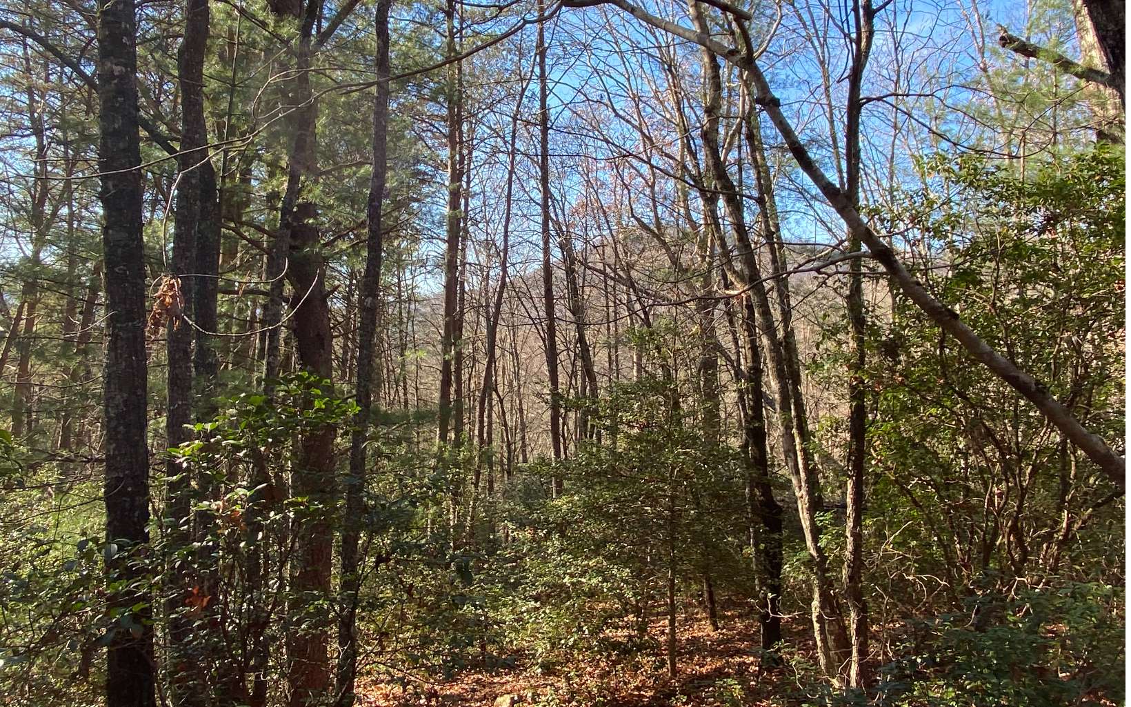 Tract 1A Barefoot Hill 1a