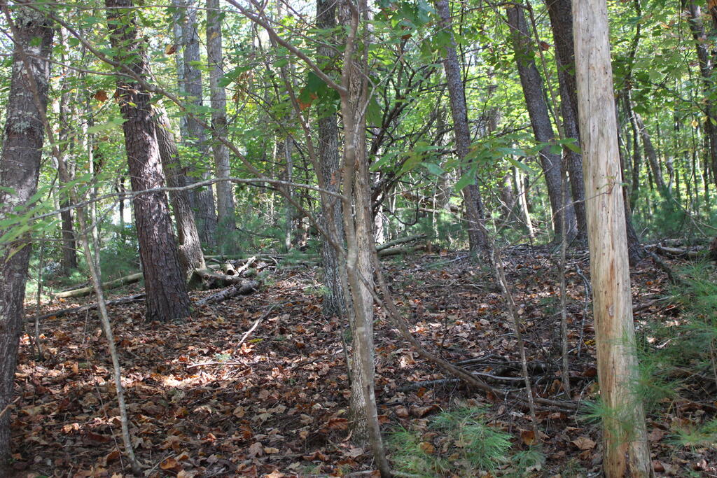 LOT 546 North Satsuma Court