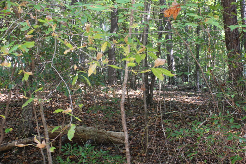 LOT 546 North Satsuma Court