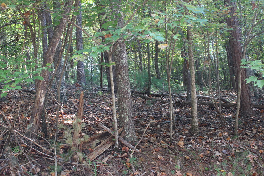 LOT 546 North Satsuma Court