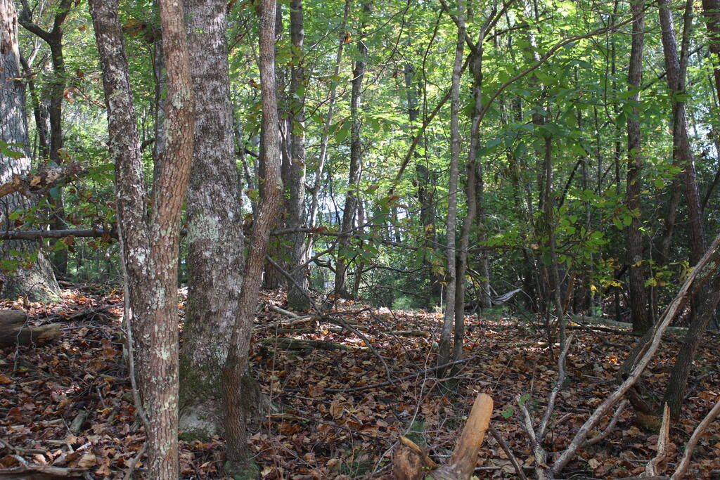 LOT 546 North Satsuma Court