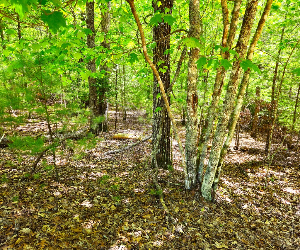 5.23acs Burgess Gap Road