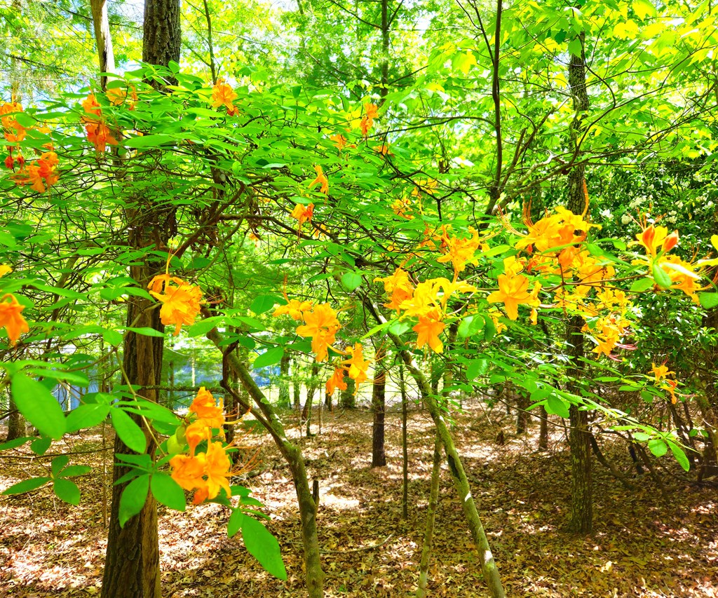 5.23acs Burgess Gap Road