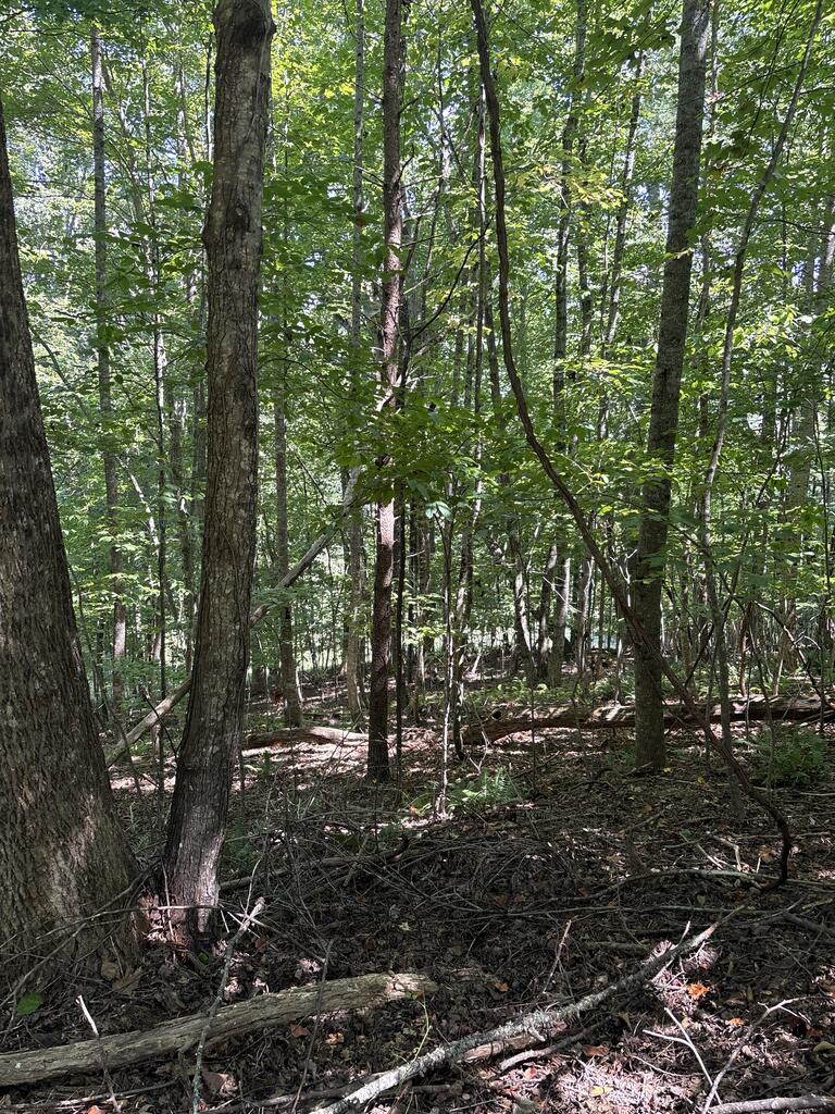 Lot 14 White Oak Drive