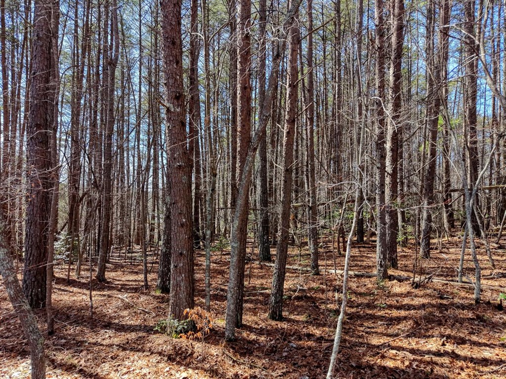 3.07 Acr Sunset Drive