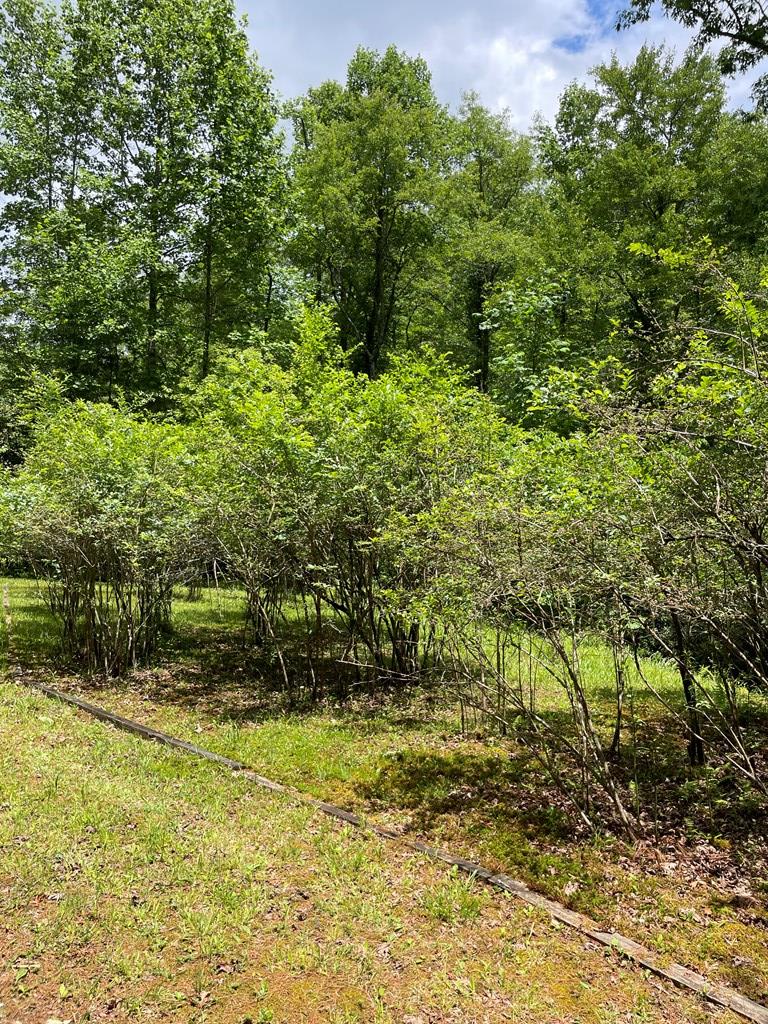 195 Angel Creek Hollow