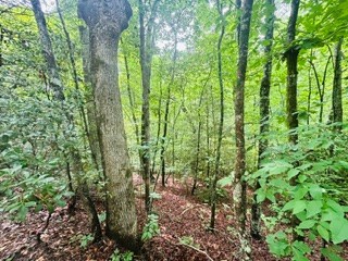 Lot 106 Pine Terrace Circle