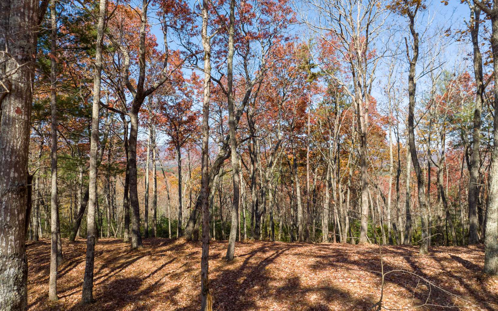 LOT 40 Preserve Trail