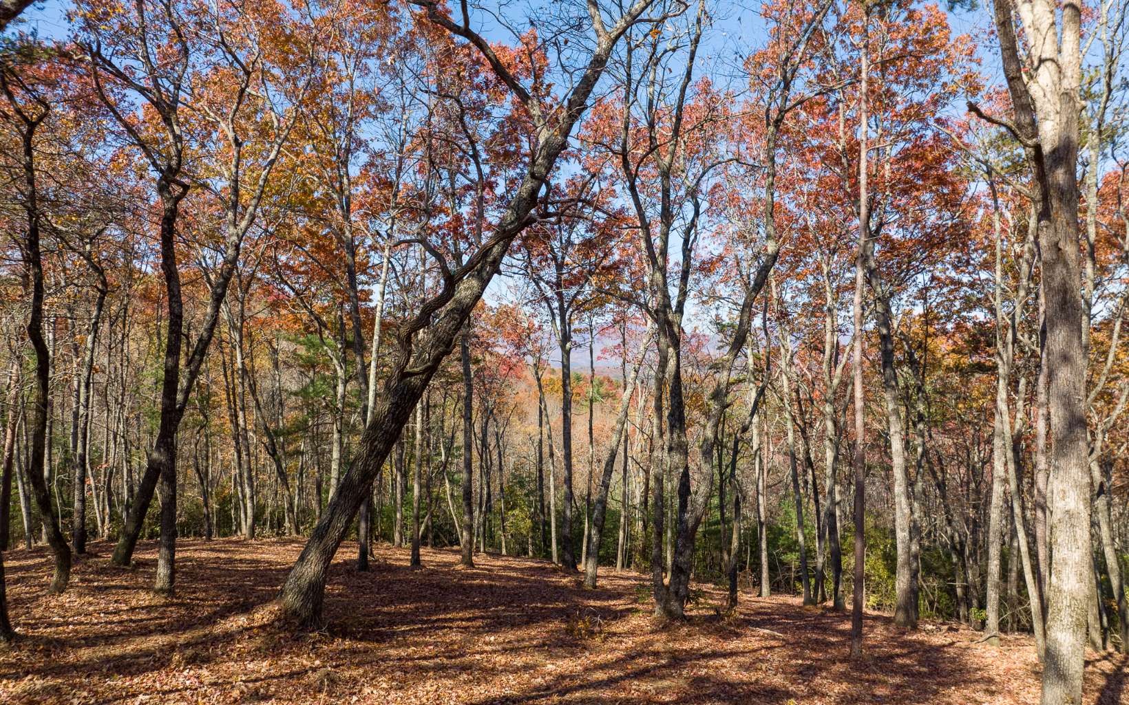 LOT 40 Preserve Trail