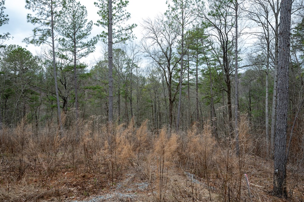 Ellijay, Georgia 30540, United States, ,Land,Active,63566