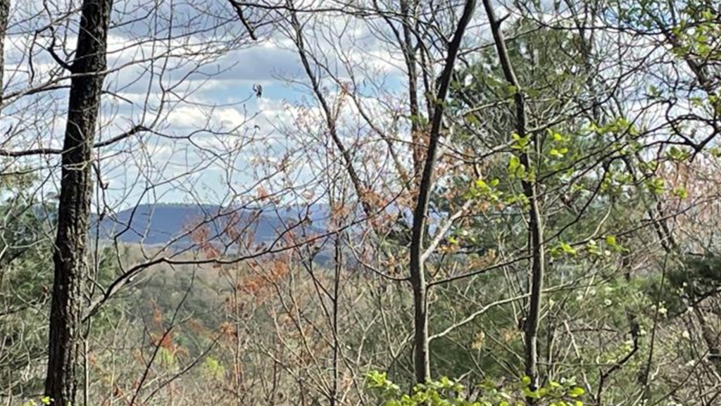 Lot 17 Abbott Mill Road