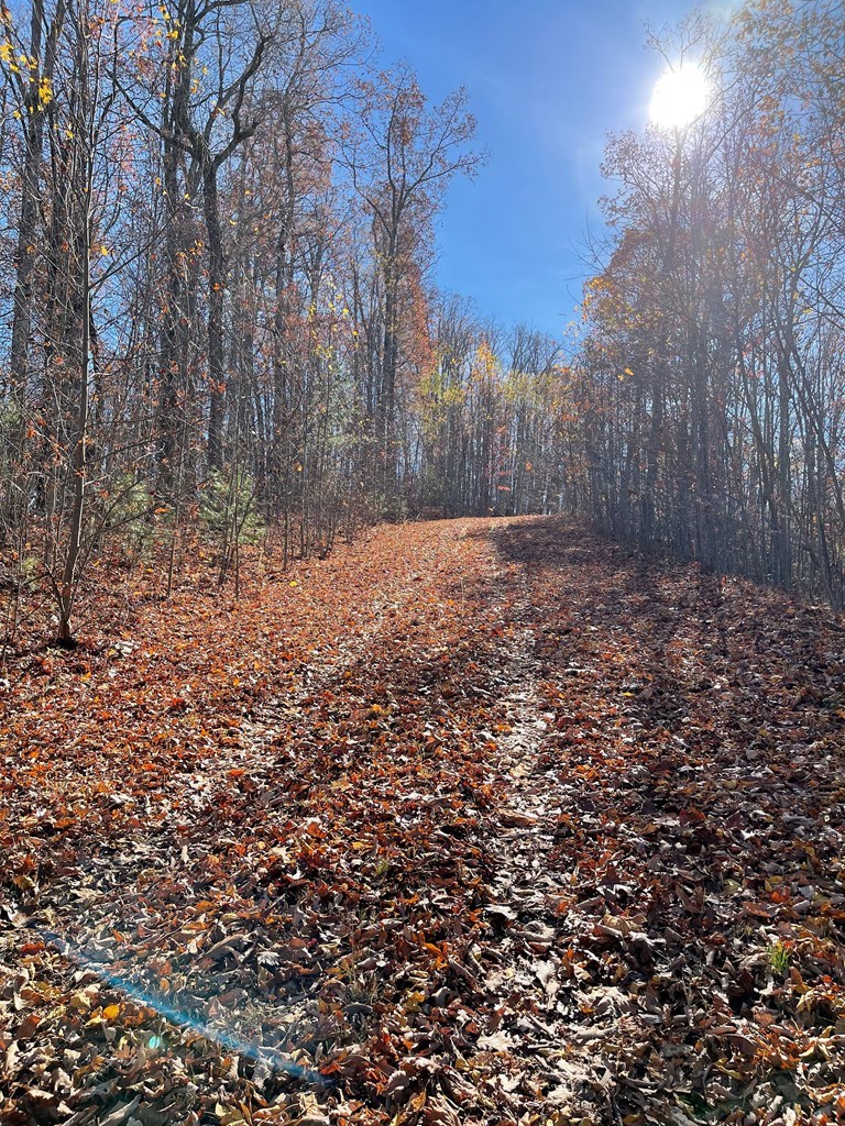 TBD Ashe Branch View