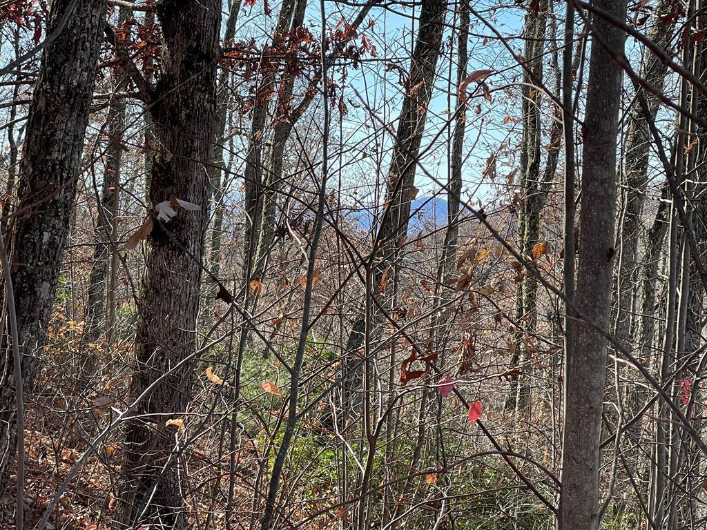 TBD Ashe Branch View