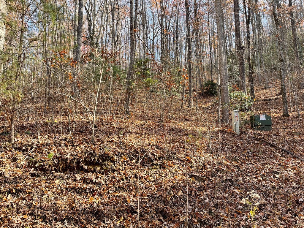 TBD Ashe Branch View