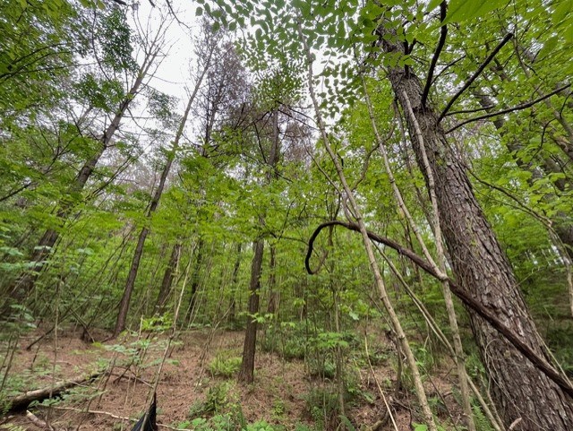 Lot 60 Cartecay View Lane