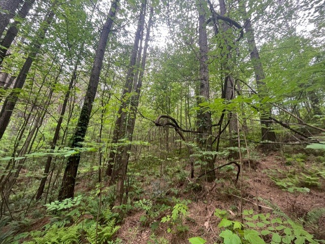 Lot 60 Cartecay View Lane