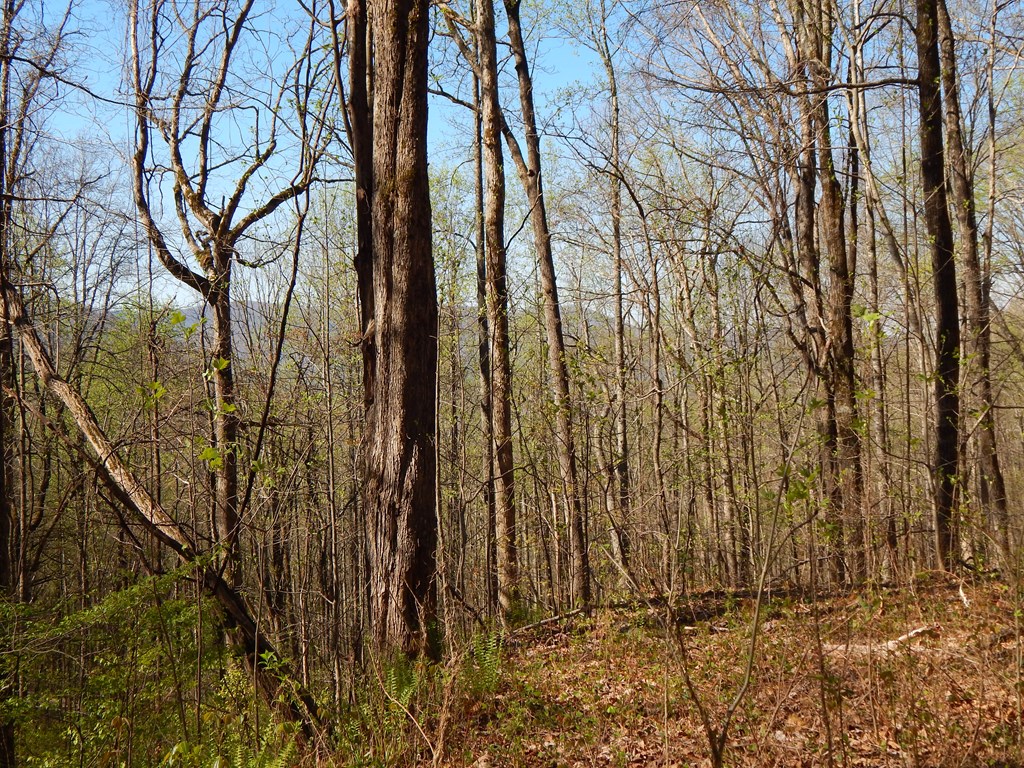 12-2,15& Burnt Leaf Lane