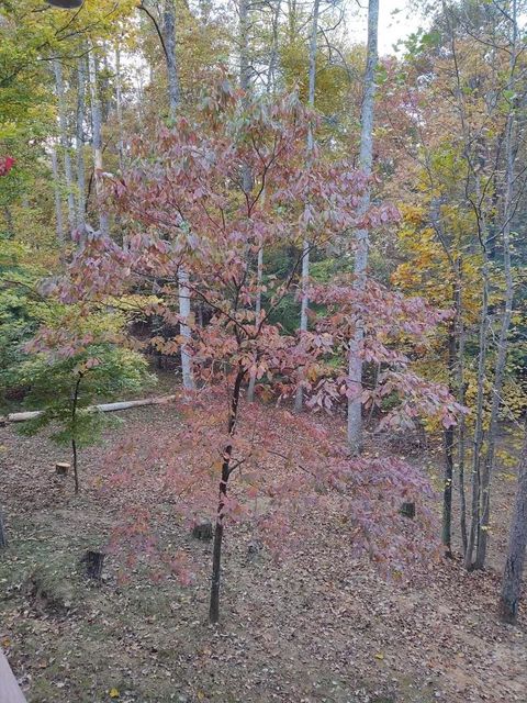 A home in Ellijay