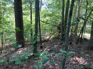 LT 797 Woodbine Lane