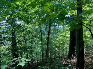 LT 797 Woodbine Lane