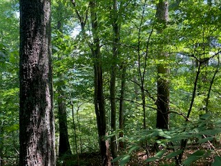 LT 797 Woodbine Lane